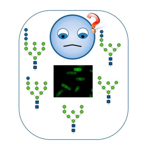 Glicobiología Celular y genética Aplicada de Levaduras