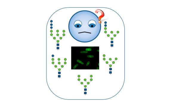 Glicobiología Celular y genética Aplicada de Levaduras